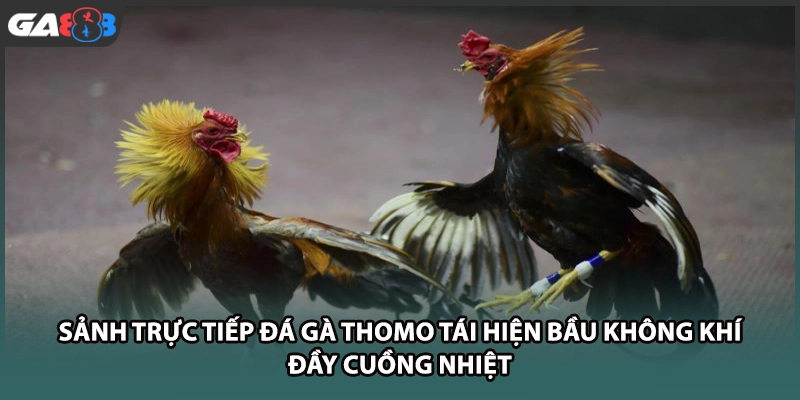 Sảnh trực tiếp đá gà thomo tái hiện bầu không khí đầy cuồng nhiệt tai GA888