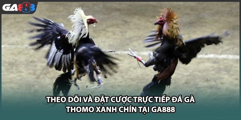 Theo dõi và đặt cược trực tiếp đá gà thomo xanh chín tại GA888